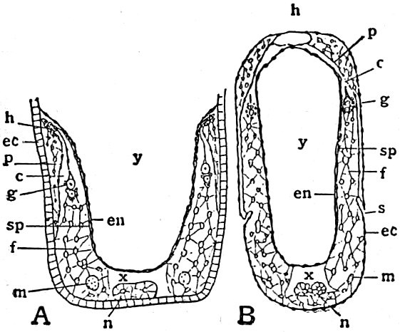 Hexapoda