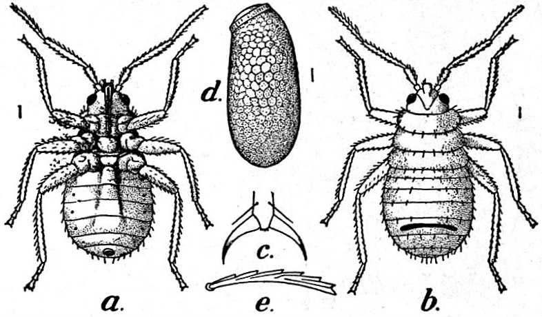 Hexapoda