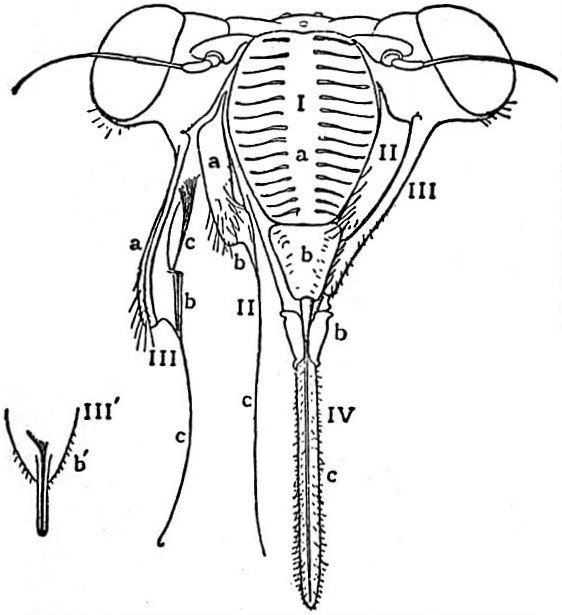 Hexapoda