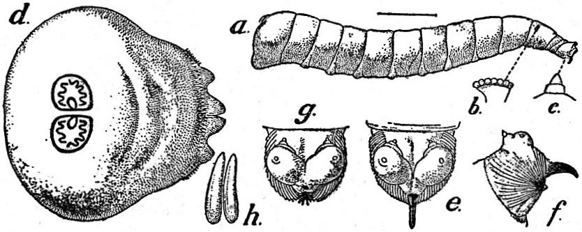 Hexapoda