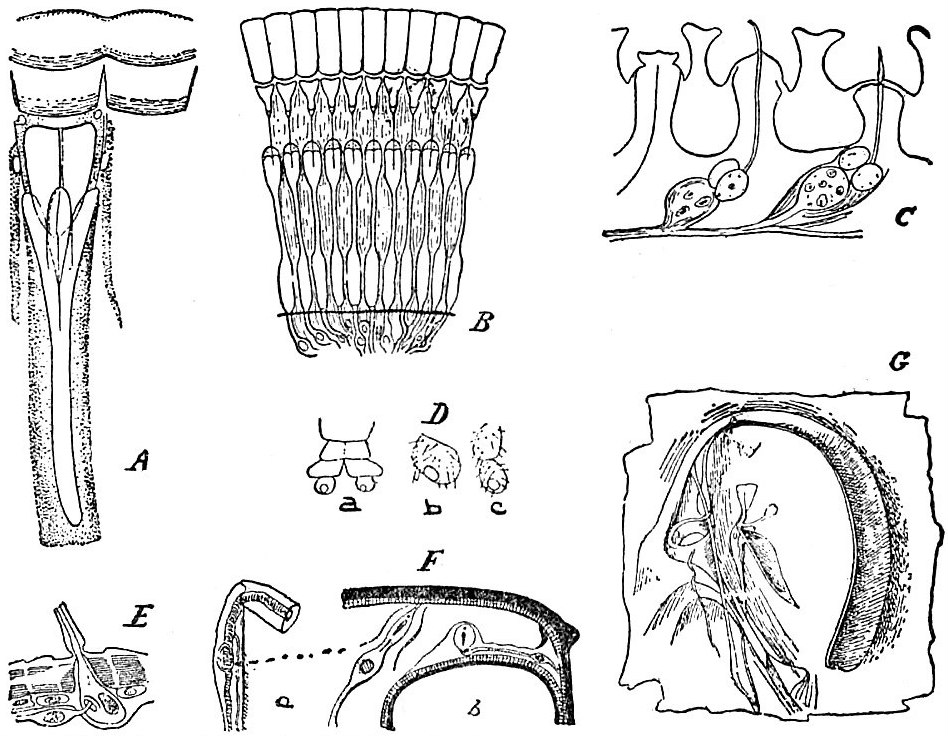 Hexapoda
