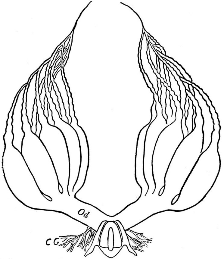 Hexapoda
